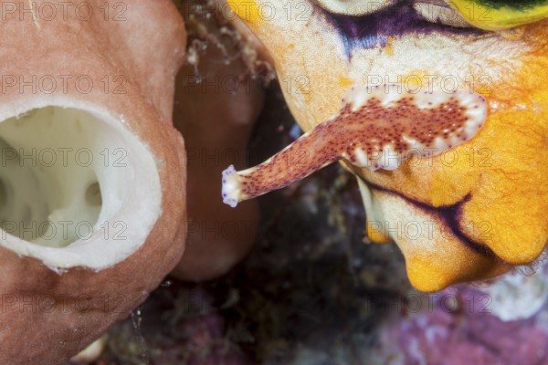 Flatworm crawling on the reef, Pceudoceros sp., Raja Ampat, West Papua, Indonesia, Asia