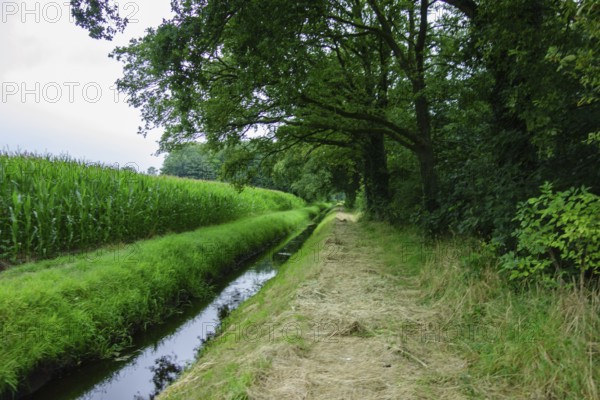 A field next to a ditch with green trees and grass creating a peaceful rural atmosphere, Aalten,