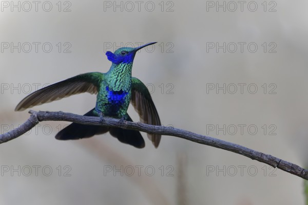 Hummingbird with vibrant green and blue feathers perched on a branch. Sparkling violetear, (Colibri
