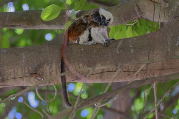Two monkeys sitting on a tree branch surrounded by lush green foliage, creating a serene natural