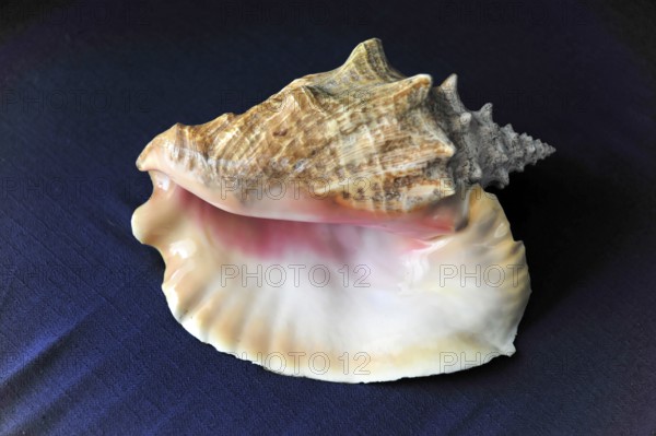 Shell, Conch shell, Detailed shell with interesting texture on dark background, Cayo Coco, Cuba,