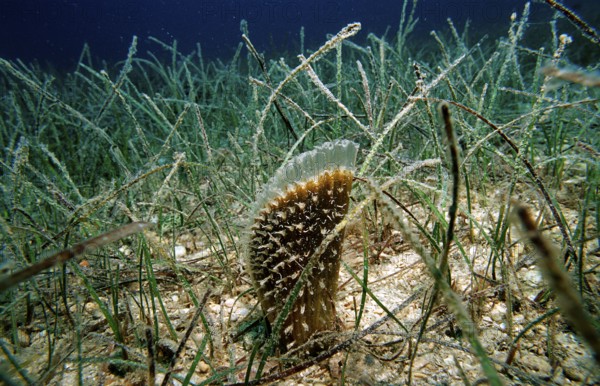 Pinna nobilis, Croatia, Istria, Mediterranean Sea, Europe