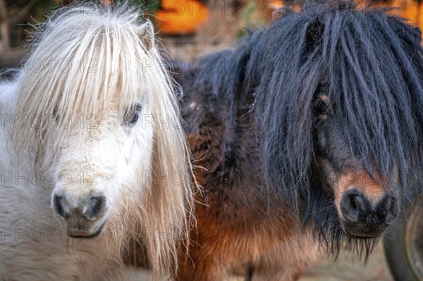 Two ponies (pullus) with long manes next to each other, one black, one white, Eisenberg, Thuringia,