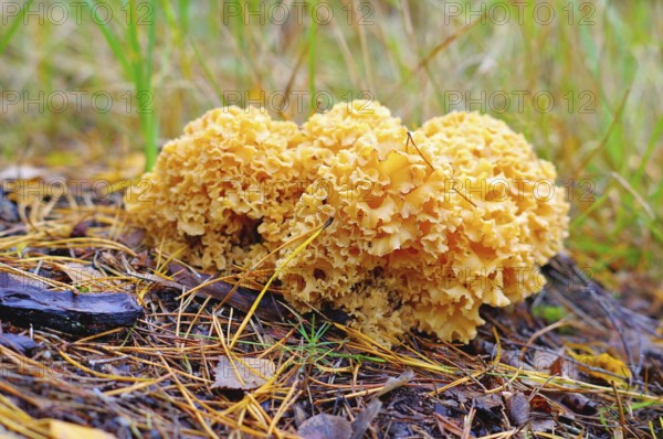 Eine braune Krause Glucke Pilz im Herbstwald, ein brauner Steinpilz im Herbstwald