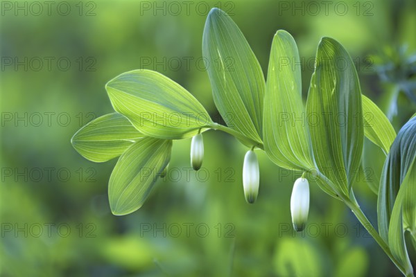 Solomon's seal