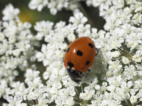 Ladybird (Coccinellidae) on white flower, blurred background, North Rhine-Westphalia, Germany,
