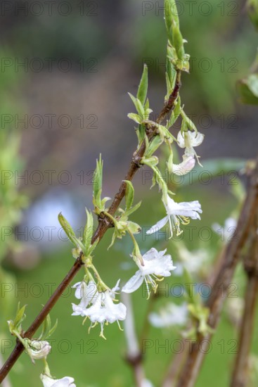 Lonicera × purpusii 'Winter Beauty', An den Dorfwiesen 9, Federal Republic of Germany