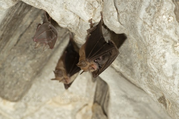 Lesser horseshoe bat (Rhinolophus hipposideros), female with young in maternity roost, bat