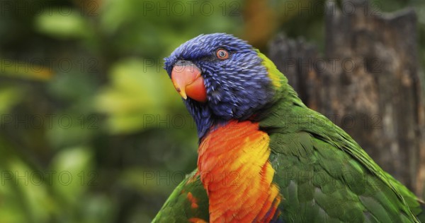 Rainbow Lorikeet (trichoglossus haematodus moluccanus), Adult standing on Branch