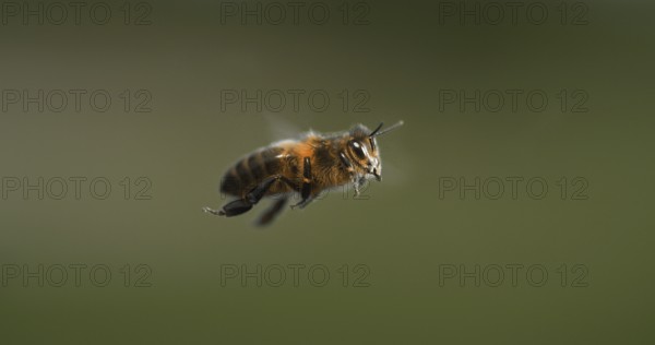|European Honey Bee (apis mellifera), black Bee in Flight, Normandy