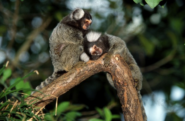 Common (Callithrix jacchus) Marmosets