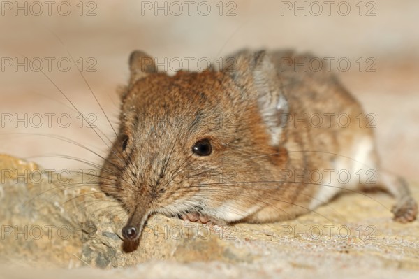 Short eared Elephant Shrew, short-eared trunkjumper, short-eared trunkjumper, short-eared elephant
