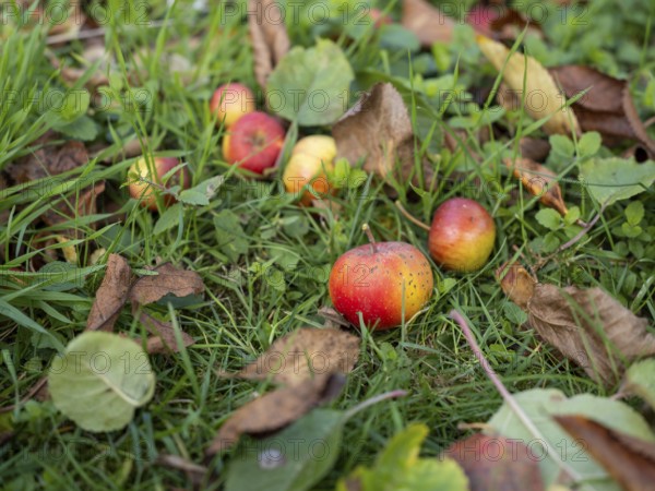 Apples lying under an apple tree in a garden, fallen fruit, Braunschweig, Lower Saxony, Germany,