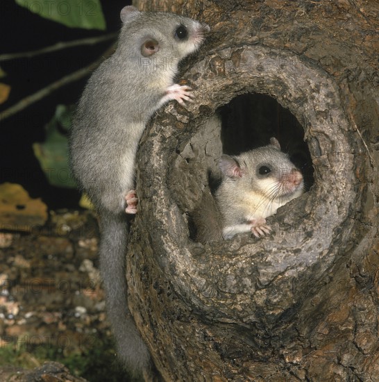 Edible dormouse (glis glis), adult at nest entrance
