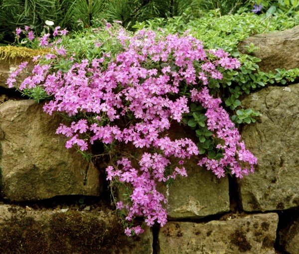 Großer Staudenphlox (phlox paniculata) (Phlox paniculata), Flammenblumen, Rispige Flammenblume,