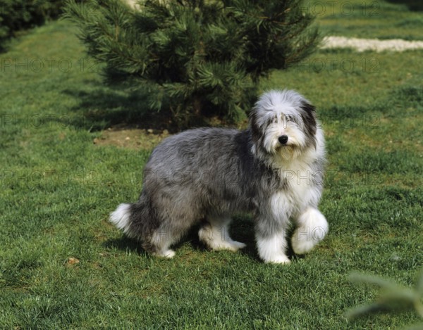 Bearded Collie Dog standing on Lawn