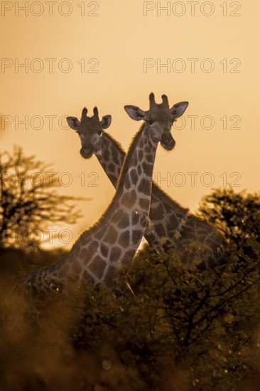 2 giraffes (Giraffa camelopardalis) at sunset, Onguma Private Game Reserve, Etosha, Namibia, Africa