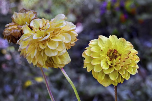 Faded dahlias (Dahlia), Bavaria, Germany, Europe