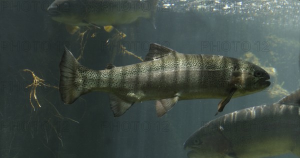 Rainbow Trout, salmo gairdneri, Fishes Swimming in a Freshwater Aquarium in France