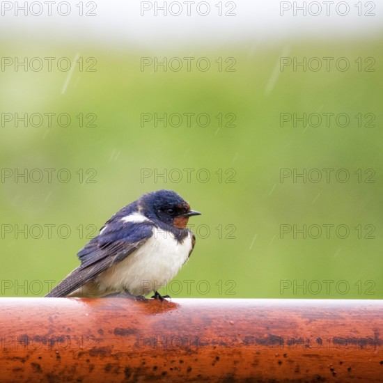 Smoke swallow on a red pole at rainy weather