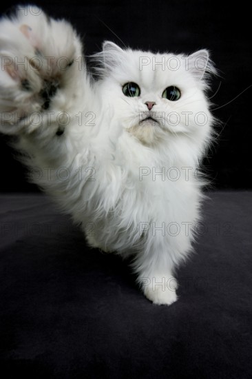 Chinchilla Persian domestic cat, adult playing against black background