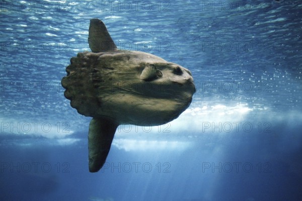 Sunfish (mola mola), Adult
