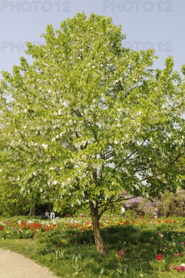 Dove tree (Davidia involucrata var.vilmoriniana), dove tree, Tupelo family (Nyssaceae)
