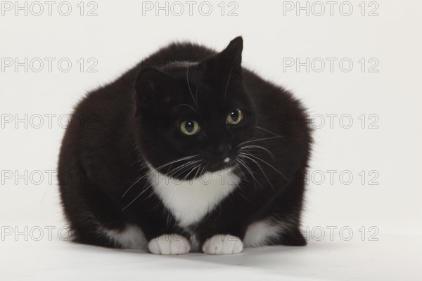 Domestic cat, too fat, overweight