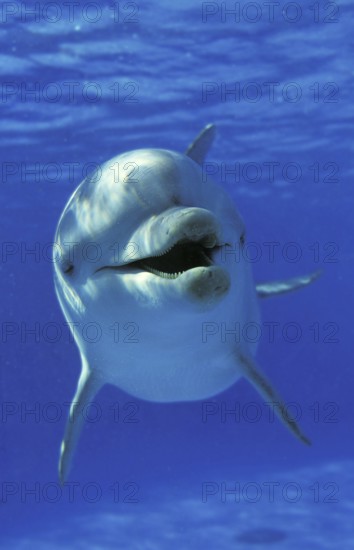 BOTTLENOSE DOLPHIN (tursiops truncatus), HONDURAS