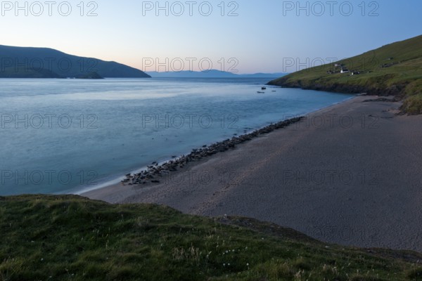 Hundreds of Seals at Sunrise on the Great Blasket Islands, Blasket Islands, Dunquin, Dingle