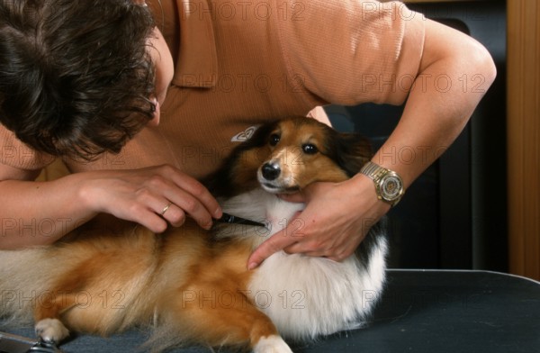 Woman removes tick from Sheltie