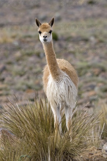 Vicuña (vicugna vicugna), Pampas Galeras Reserve in Peru