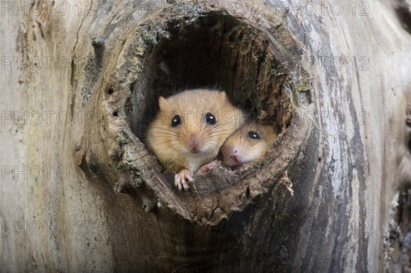 COMMON hazel dormouse (muscardinus avellanarius), PAIR AT THE NEST ENTRANCE, NORMANDY IN FRANCE