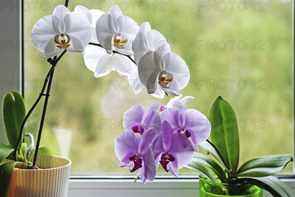 Orchids blooming in flower pots on window sill