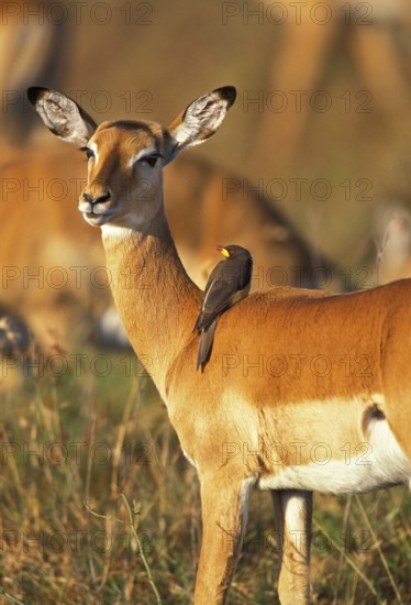 Impala (aepyceros) melampus, FEMALE WITH A YELLOW SNAKE PINGER (buphagus africanus), KENYA