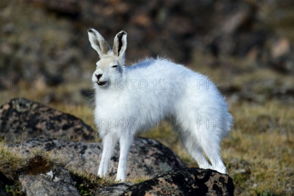 Arctic Hare (Lepus arcticus), Ellesmere Island, Nunavut, Canada, North America
