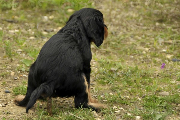 Cavalier King Charles Spaniel, black and tan, puppy, bitch, 8 weeks, feces, dog poop, defecate,