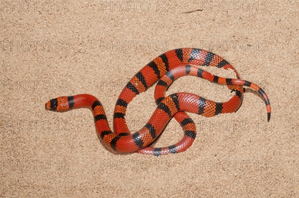 Lampropeltis hondurensis, Honduras triangle snake, Honduras king snake, Honduras triangle snakes,