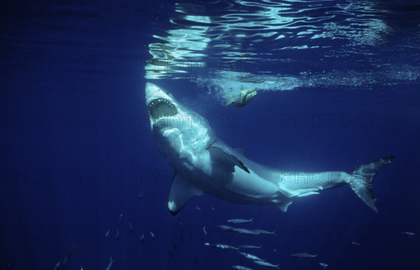 Great white shark, Carcharodon carcharias, Mexico, Pacific Ocean, Guadalupe, Central America
