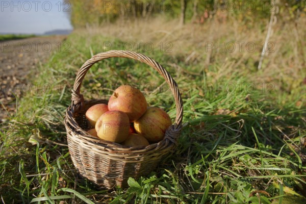 Boskoop harvest, Boskop, willow basket, fruit basket, apple variety, Renette, cultivated apple,