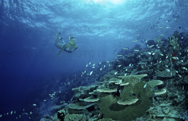 Snorkelling on a coral reef, Maldives, Indian Ocean, Meemu Atoll, Asia