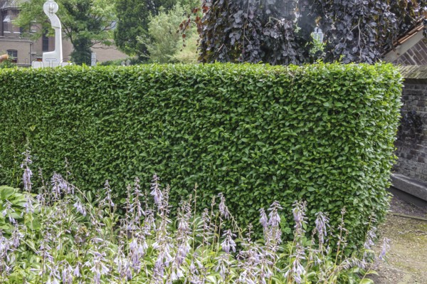 Privet (Ligustrum ovalifolium)