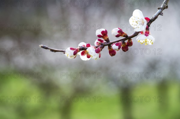Apricot blossom, Wachau, Austria, Europe