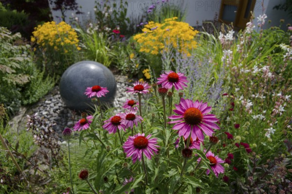 Home garden with echinacea flowers, garden, insect meadow, bee pasture, garden design, Kocher