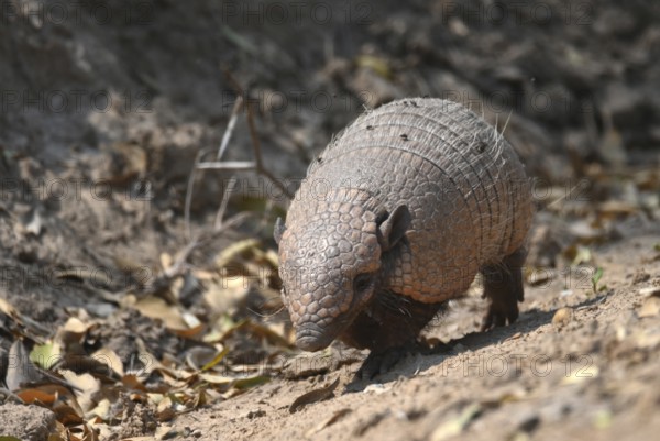 Six-banded armadillo (Euphractus sexcinctus) moving through dry leaves and soil in a natural