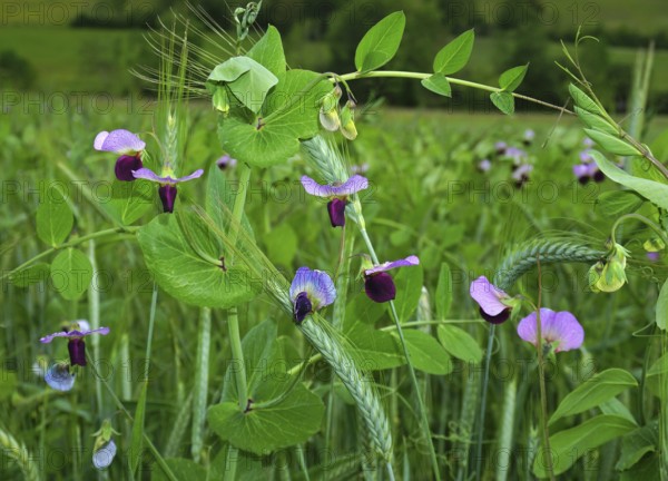 Futterwicke, Vicia sativa, Saat-Wicke, tare, common vetch, black-pod vetch, narrow-leaf vetch