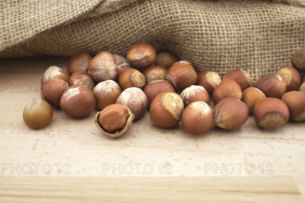 Fresh unshelled hazelnuts beside the jute sack on a wooden table with copy space for text