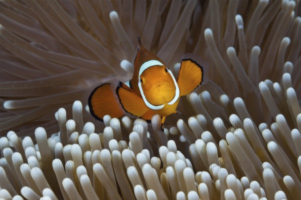 Clown anemonefish, Amphiprion percula, Great Barrier Reef, Australia, Oceania