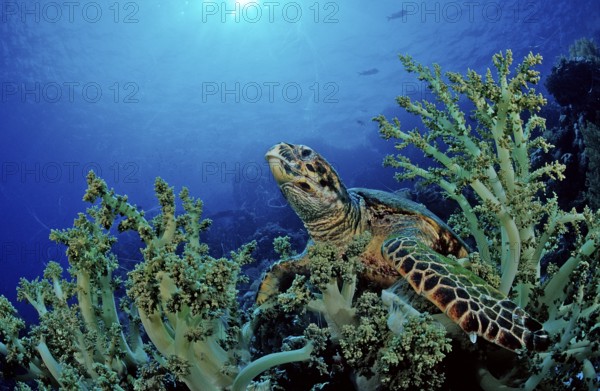 Hawksbill turtle eats soft corals, Eretmochelys imbricata, Egypt, Zabargad, Zabarghad, Red Sea,