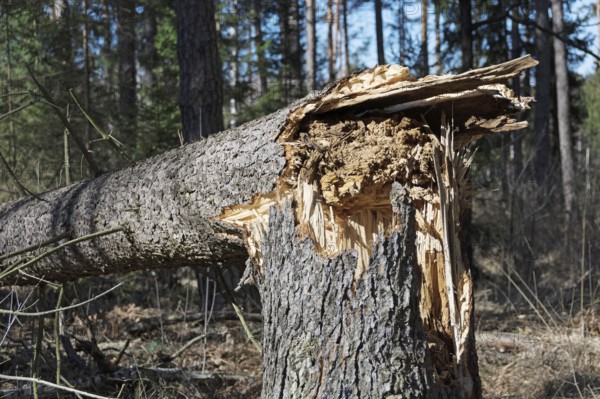 Fallen tree due to storm damage